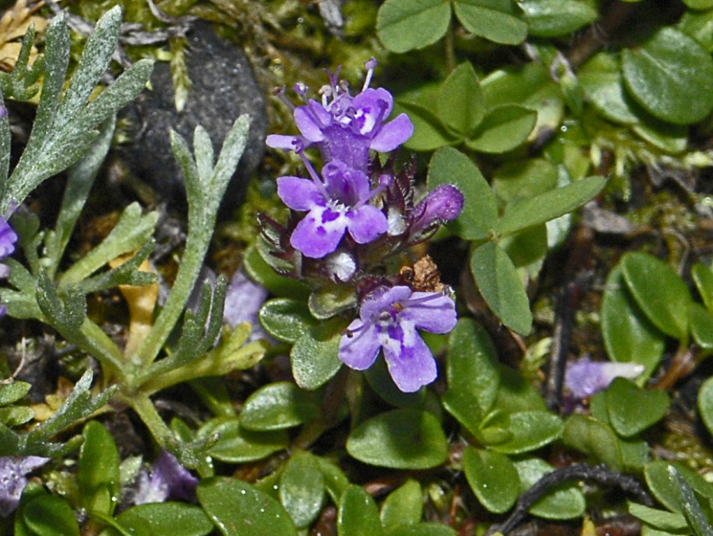 Una pianta con piccoli fiori violetti - Thymus sp.